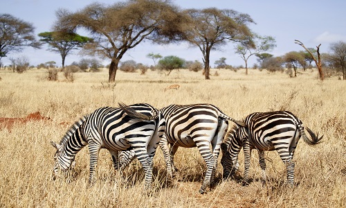 https://amazon-safaris.com/wp-content/uploads/2023/06/9-days-serengeti-safari-tour-in-tanzania.jpg