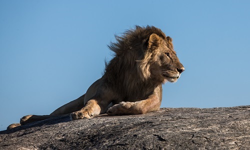 https://amazon-safaris.com/wp-content/uploads/2023/06/best-10-days-serengeti-safari-in-tanzania.jpg