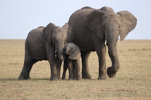 https://amazon-safaris.com/wp-content/uploads/2023/06/best-6-days-serengeti-and-ngorongoro-safari-in-tanzania-2.jpg