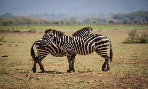 https://amazon-safaris.com/wp-content/uploads/2023/06/best-8-days-serengeti-safari-in-tanzania-2.jpg